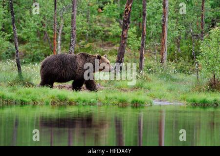 Brown Bear in the rain Stock Photo