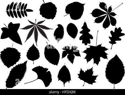 tree leaves ,sycamore,poplar,oak,lime,maple,ginkgo,elm,chestnut,beech,birch,ash,rowan,ivy,marijuana,hornbeam,alder,fig,buckeye, Stock Vector
