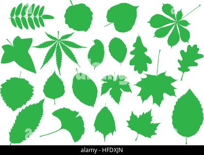 tree leaves ,sycamore,poplar,oak,lime,maple,ginkgo,elm,chestnut,beech,birch,ash,rowan,ivy,marijuana,hornbeam,alder,fig,buckeye, Stock Vector