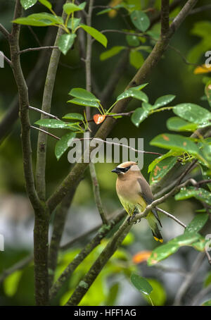 A Cedar Waxwing bird, Bombycilla cedrorum, perched in a tree with wet leaves. Stock Photo