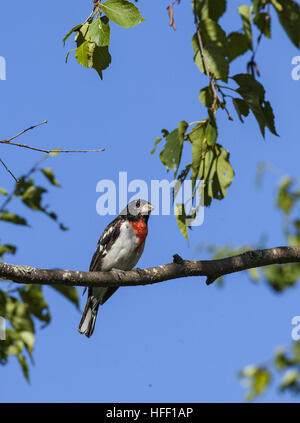 Immature, male Rose-breasted Grosbeak, Pheucticus ludovicianus, perched on a tree branch. Stock Photo