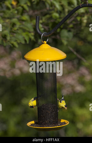 Two American Goldfinches perch on a backyard bird feeder eating thistle seed. Stock Photo