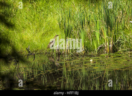 A lone American Bittern, Botaurus lentiginosus, stalks the shoreline of a small bog pond in search of food. Stock Photo