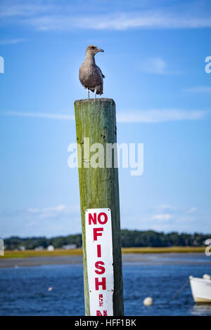 An immature herring gull, Larus argentatus , stands on top of a pier post above a 'no fishing' sign. Stock Photo