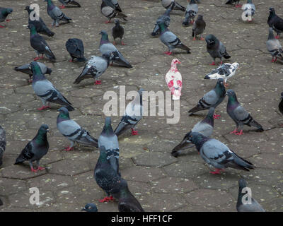 How to stand out in a crowd ... be different. An albino Rock Pigeon is accepted by the flock. Stock Photo