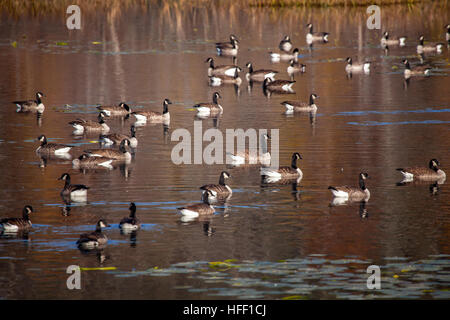 A flock of Canada Geese, Branta Canadensis, pause on Hanno Pond in Lisbon, New Hampshire, USA during their Fall migration. Stock Photo