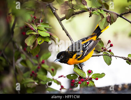Adult male Baltimore Oriole, Icterus galbula, in strikingly colorful plumage. Stock Photo