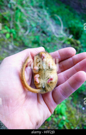 Male Hazel Dormouse (Muscardinus avellanarius) held by licence holder for monitoring purpose Stock Photo