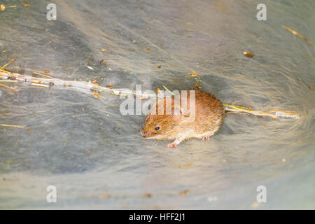 Bank Vole (Clethrionomys glareolus) monitoring being carried out on a Nature reserve in the Herefordshire UK countryside Stock Photo