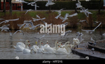 swans and seagulls battle for food in knightswood park Stock Photo