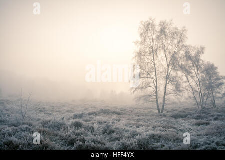 Winter landscape scene of heathland and trees in freezing fog. Frensham Common in the Surrey Hills Area of Outstanding Natural Beauty, UK Stock Photo
