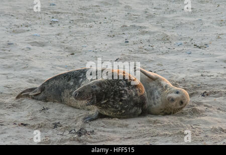 Grey seal (Halichoerus grypus) mother and pup on sandy beach in Norfolk, UK, during December or winter