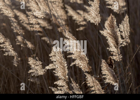 The seed heads of the common reed blowing in the wind Stock Photo