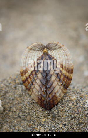 Seashell on brown beach sand background - Rough cockle (Acanthocardia tuberculata) Stock Photo