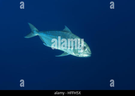 Greater amberjack or Allied kingfish (Seriola dumerili) on blue background, Red sea, Sharm El Sheikh, Sinai Peninsula, Egypt Stock Photo