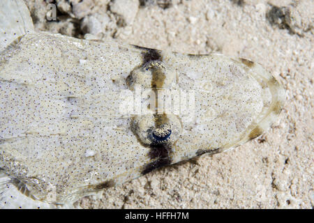 Portrait of Tentacled flathead or Crocodilefish (Papilloculiceps longiceps), Red sea, Sharm El Sheikh, Sinai Peninsula, Egypt
