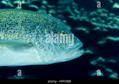 Portrait of Bluefin trevally, Bayad, Bluefin jack, bluefin kingfish, Bluefinned crevalle, Blue ulua, Omilu or Spotted trevally (Caranx melampygus) Red Stock Photo
