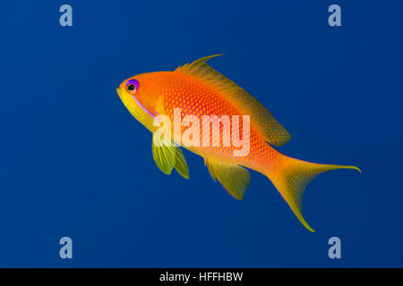 Female sea goldie,  lyretail coralfish, lyretail anthias or scalefin anthias (Pseudanthias squamipinnis) on the background of blue water, Red sea Stock Photo