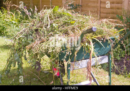 Wheelbarrow full of weeds and garden rubbish UK Stock Photo