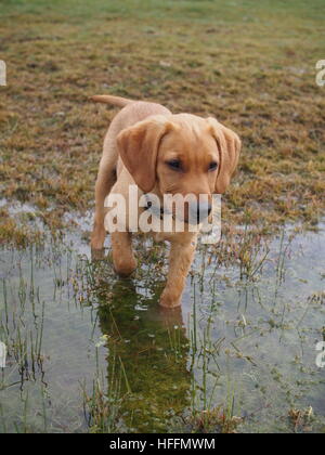 Puppy in a puddle Stock Photo