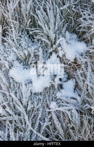 Winter hoar frost and ice on long grass in the Scottish borders. Scotland Stock Photo