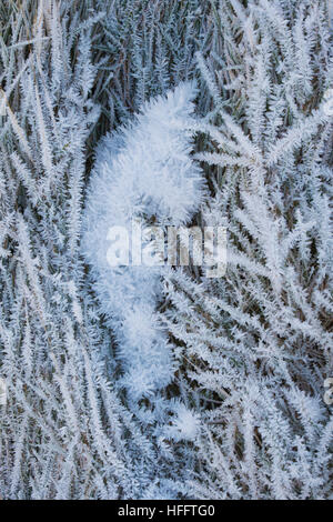 Winter hoar frost and ice on long grass in the Scottish borders. Scotland Stock Photo