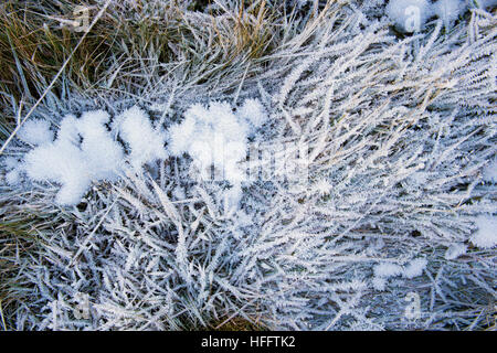 Winter hoar frost and ice on long grass in the Scottish borders. Scotland Stock Photo