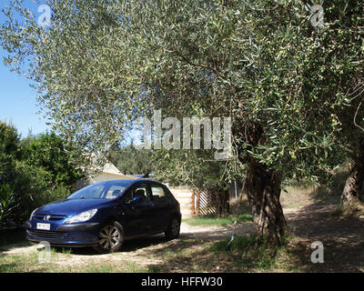 Blue Peugeot 307 parked in olive grove near Karousades, Corfu, Greece Stock Photo