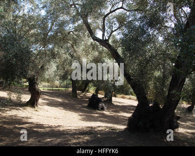 An olive grove near Karousades, Corfu, Greece with nets ready for harvest Stock Photo