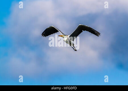 Grey heron flying isolated in blue sky ; specie Ardea cinerea  family of ardeidae Stock Photo