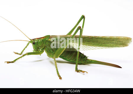 Great Green Bush-cricket, Katydid or Long-Horned Grasshopper (Tettigonia viridissima) Stock Photo