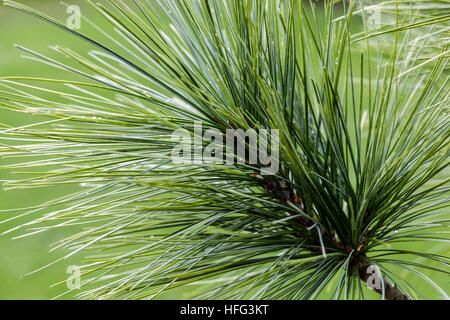 close-up of longleaf pine tree bark, Florida. (Pinus Palustris Stock ...