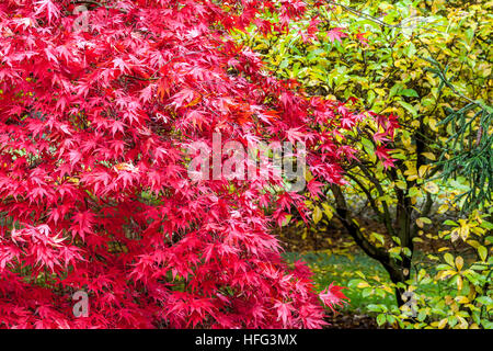 Acer palmatum tree autumn Red Japanese Maple tree garden autumn leaves Maple tree Autumn colour Garden Stock Photo