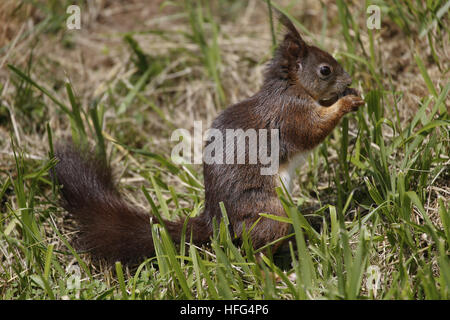 Red Squirrel, sciurus vulgaris, Adult standing on Grass, Eating, Auvergne in France Stock Photo