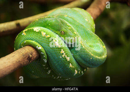 Closeup view of a green tree python Stock Photo