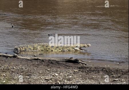 NILE CROCODILE crocodylus niloticus, ADULT ENTERING RIVER, MASAI MARA PARK IN KENYA Stock Photo