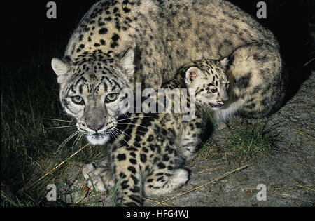 Snow Leopard or Ounce, uncia uncia, Mother and Cub Stock Photo