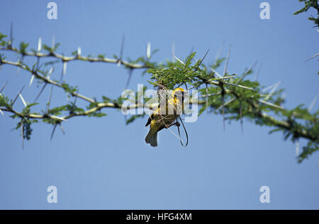 Village Weaver,  ploceus cucullatus, Working on Nest, Masai Mara Park in Kenya Stock Photo