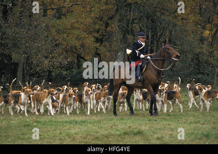 Fox Hunting with Pack of Poitevin Dogs and Great anglo-french Hounds Stock Photo