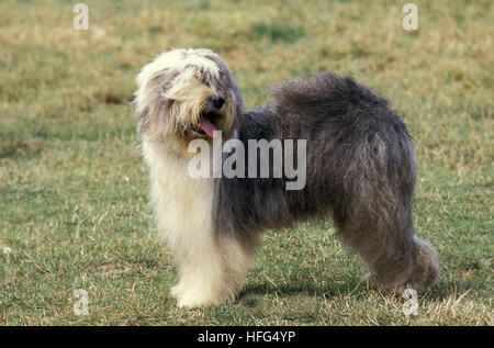 Bobtail Dog or Old English Sheepdog, Adult standing on Grass Stock Photo