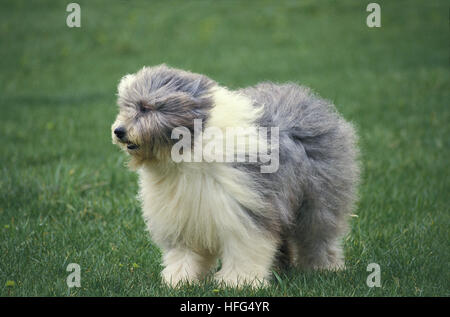 Bobtail Dog or Old English Sheepdog, Adult standing on Grass Stock Photo