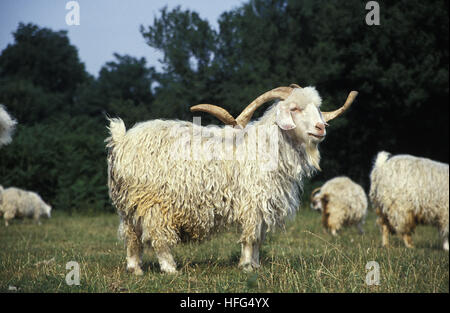 Angora Goat, Breed producing Mohair Wool, Billy-goat with long Horns ...
