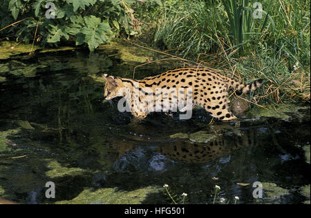 Serval, leptailurus serval, Adult entering Water Stock Photo