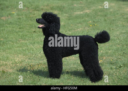 Black Giant Poodle, Adult standing on Lawn Stock Photo