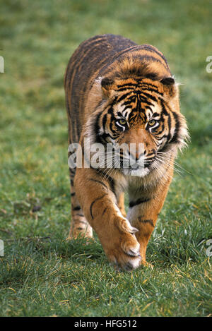 Sumatran Tiger,   panthera tigris sumatrae, Male walking