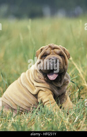 Shar Pei Dog, Pup sitting on Grass Stock Photo