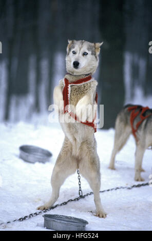 Siberian Husky, Adult standing on Hind Legs, Sled dog waiting for Glide Stock Photo