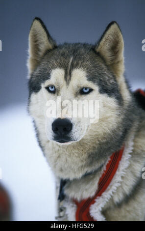 Siberian Husky,  Portrait of Adult Stock Photo