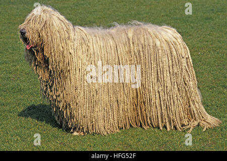 Komondor Dog, Adult standing on Lawn Stock Photo