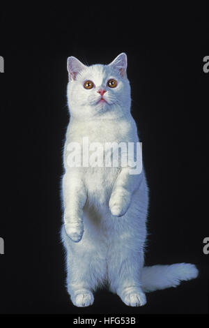 White British Shorthair Domestic Cat, Adult sitting against Black Background Stock Photo